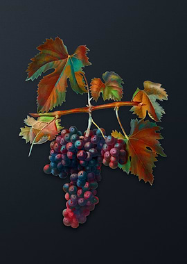 Vintage Lacrima Grapes