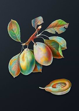 Vintage Plum on Dark Gray