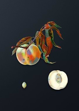 Vintage Peach on Dark Gray