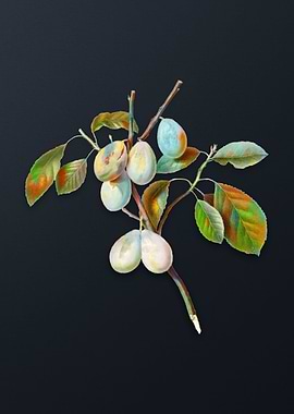 Vintage Plum on Dark Gray