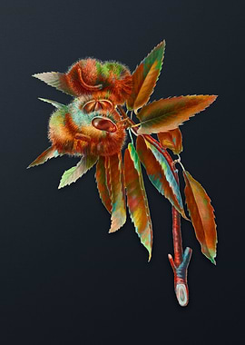 Vintage Spanish Chestnut