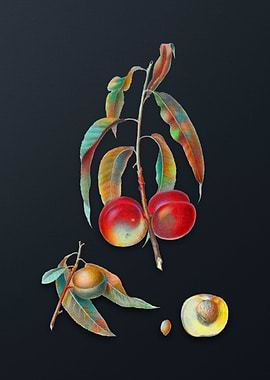 Vintage Walnut Peach