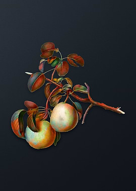 Vintage Pear on Dark Gray