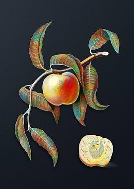 Vintage Peach on Dark Gray