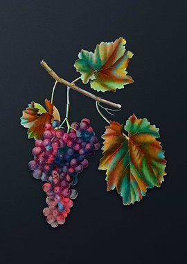 Vintage Lacrima Grapes