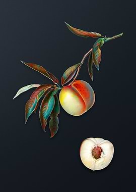 Vintage Peach on Dark Gray