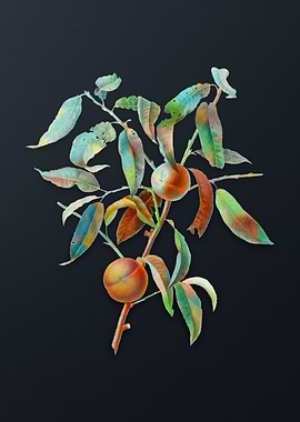 Vintage Peach on Dark Gray