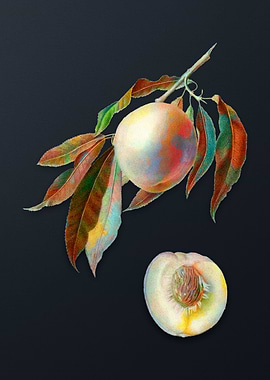 Vintage Peach on Dark Gray