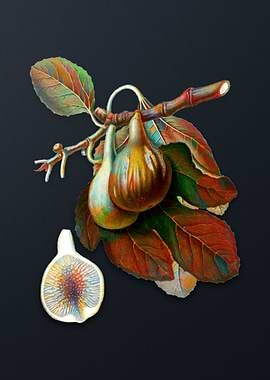Vintage Fig on Dark Gray