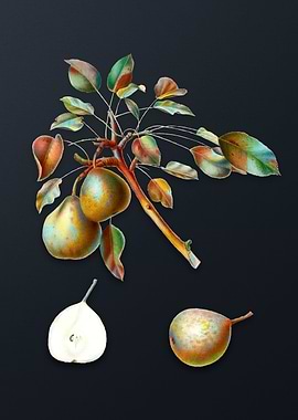 Vintage Pear on Dark Gray