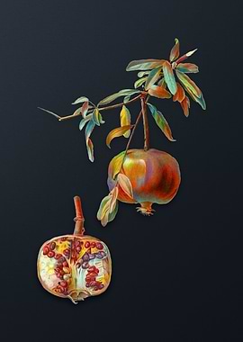 Vintage Pomegranate
