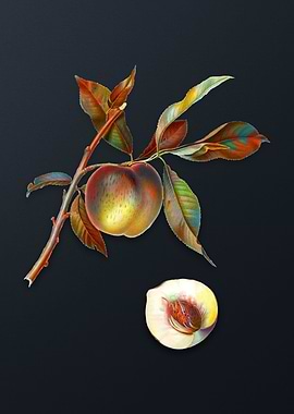 Vintage Peach on Dark Gray