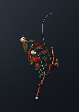 Vintage Jujube on Gray