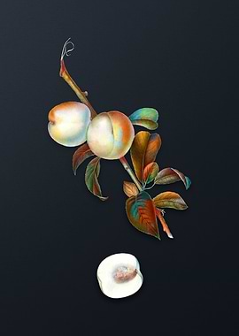 Vintage White Walnut