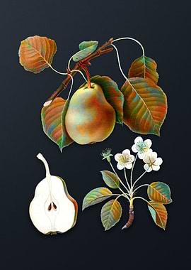 Vintage Pear on Dark Gray