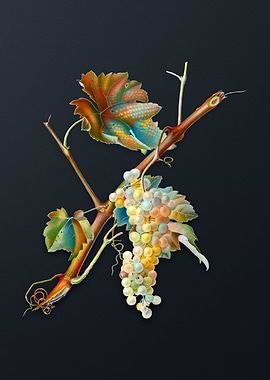 Vintage Vermentino Grapes