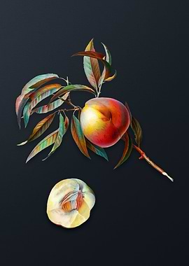 Vintage Peach on Dark Gray