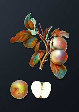 Vintage Pupina Apple