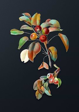 Vintage Musky Pear on Gray