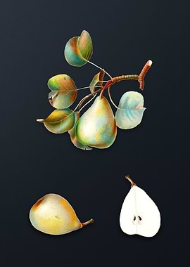 Vintage Pear on Dark Gray