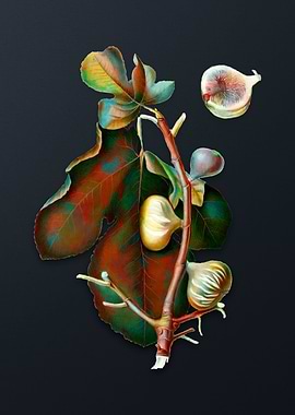 Vintage White Peel Fig