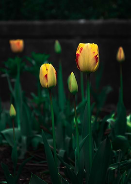 Tulip Flowers