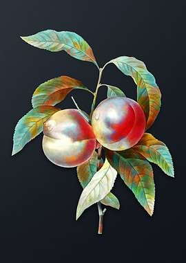 Vintage Peach on Dark Gray