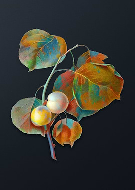 Vintage Yellow Apricot