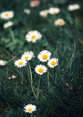 marguerite daisy flowers