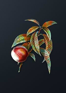 Vintage Peach on Dark Gray