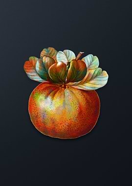 Vintage Bigarade Orange