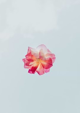 Peach blossom flower