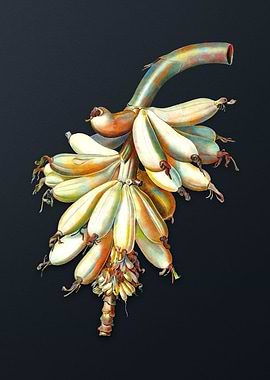 Vintage Banana on Gray