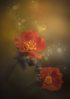 Orange flower,macro garden