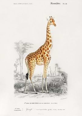 Giraffa camelopardalis