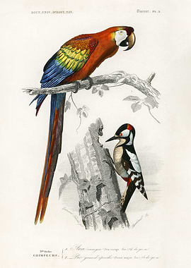 Different types of birds