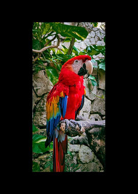 Parrot