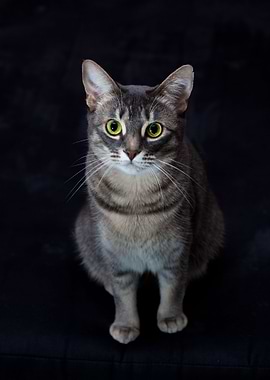 Cat Cats Feline Kitty