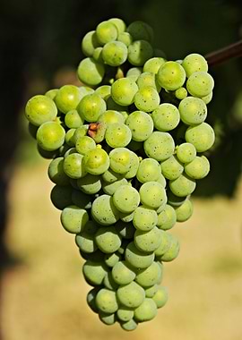 Green Grapes Fruit Food