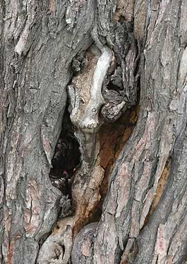 Gnarled tree bark