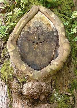 Eye in a tree bark