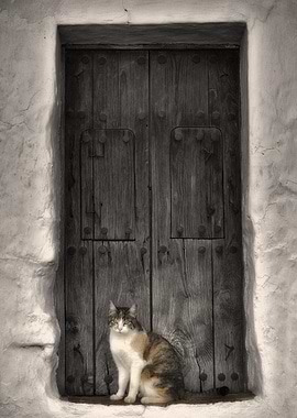 Cat Cats Feline Kitty