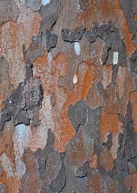 Natural bark structure