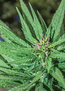 Female Cannabis plant