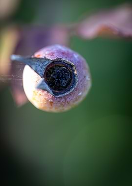 Beautiful flower closeup