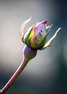 Beautiful flower closeup