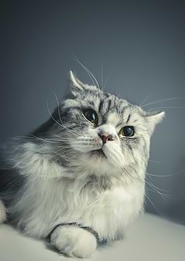 Cat Cats Feline Kitty