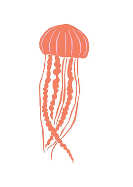 Sea animal Jelly fish