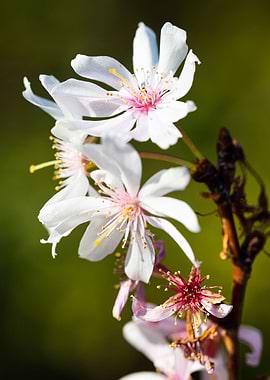 Beautiful flower closeup