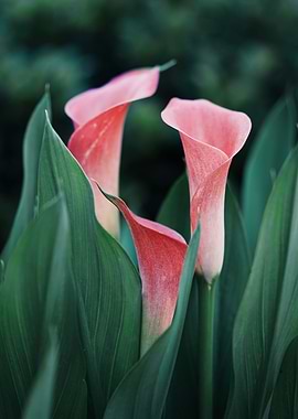 Pink Calla Lilly in bloom